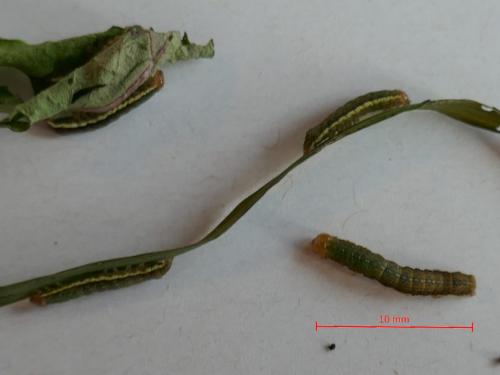Ochropleura leucogaster